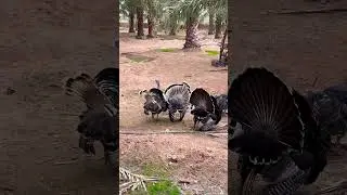 Turkey Feeding Time &ndash; The Farm&rsquo;s Noisiest Dinner Party! 🦃🍁