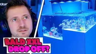 izzi reagiert auf DESIGNER AQUARIUM eines ZUSCHAUERS