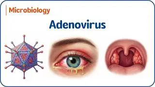 17. Аденовирус | Патофизиология ДНК-вирусов | USMLE Step 1 👁️🫁