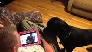 barron meets animal sound board