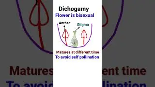 Dichogamy