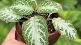 Episcia cupreata as flame flower or flame violet due to its colorful flowers#Episcia #Tips #plants
