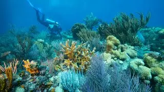 Coral Restoration Ecotourism in the Florida Keys