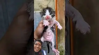 Before & After: 3 Cute Rescue Kittens Growth Transformation | 1 Year Journey 🐾