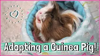 Adopting and Bringing Home a Rescue Guinea Pig! Surprise!