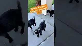 Ours is Geralt! 🧡🐐😂 #goat #funnyanimls #shortvideo #pets #cutepets #shorts #goats #goatcomedy