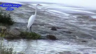 Wildlife story #nature #wildlife #outdoorlife #respect