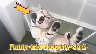 Funny and Naughty Cats
