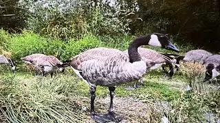 Soothing Sounds of Nature, Duck and Goose Chatter Sounds Effect with Birdsong Sound #9