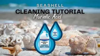 How to actually use Muriatic Acid to clean seashells from an expert    #floridashelling