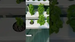 Du basilic pousse dans un syst&egrave;me hydroponique GrowStream&reg; et vous, &ccedil;a vous tente ?