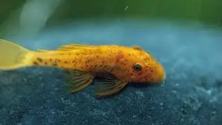 Killifish I wish I could buy right now, Breeding Reports, Fish Chores, Disappointing LFS,misc yaping