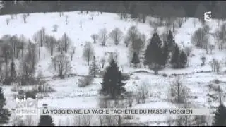 ANIMAUX : La Vosgienne, la vache tachetée du massif vosgien