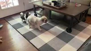 Dogs settling a dispute over some keys