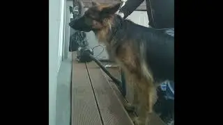 Sch&auml;ferhund Teil 4        F&ouml;nen vom Fell sch&uuml;tzt vor Hautirritationen und bl&auml;st Staub, Dreck  raus🧐