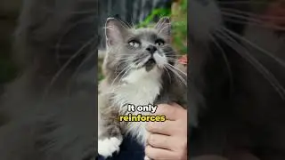 How to address and manage aggressive behavior in cats