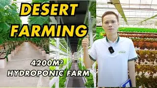 Farming in the Desert: Inside Oman's 4200m&sup2; Commercial Indoor Hydroponic Farm