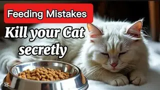 Deadly Feeding Mistakes that kill your cat day by day | 98% cat owners make every day unknowingly