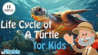 Turtle Life cycle With Dr. Nimble - Toddler , Kindergarten & Preschool Learning - Nursery Rhymes