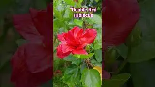 mohabbatein love theme-instument#trending #nature #rose #song #flowers #shorts 😍😍😍