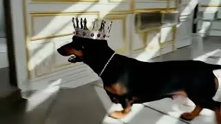 Andouillette barks and runs out of room