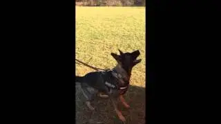 Elisha Barnero ohne musikk