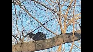 Flea the cat rescued from tree