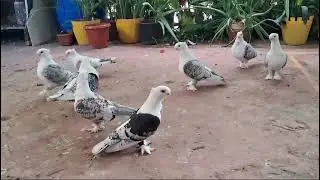 Oriental friell breeding pairs | Fancy Pigeons | fancy kabutar