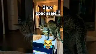 Зато красивые!😹❤️💯 #юмор #cat #comedy