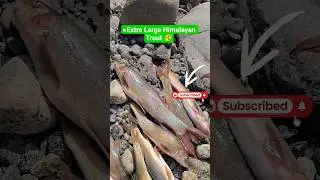 15 kg Flying Himalayan trout || Fresh Himalayan river near the China border. #flyfish #trouts
