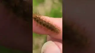 A Muslin Moth caterpillar investigates my finger #caterpillar #moth