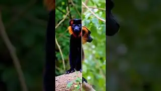 Red Ruffed Lemur #animals #Redruffedlemur #cute