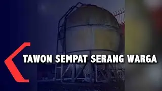 Detik-detik Petugas Damkar Evakuasi Sarang Tawon di Jalan Nibung Medan