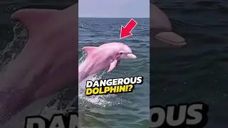 Если вы увидели розового дельфина, БЕГИТЕ НЕМЕДЛЕННО! 😨