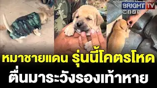 เกิดเป็นหมาชายแดนต้องทำใจ โดนพี่ทหารจับฝึกแล้ว
