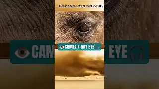 FACT: 🐪👁️🛡️ Camel's 3rd Eyelid! They Can See in a Sandstorm!#asmrfacts ​#wildlife  #Desert#3dsound