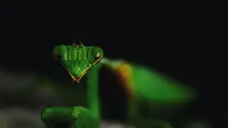 Praying Mantis macro videography.