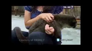 Komunitas Musang Indonesia