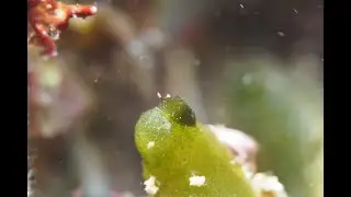 2022/July/02【ウミウシ】孤高のヒラミルミドリガイ（2mm）🏝