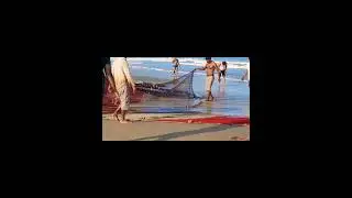 Fishing in beach #beach #karwar #fishing #youtubeshorts