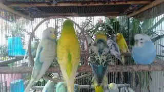 These Luxury Budgie Colors Shock Bird Lovers