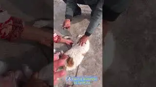 Dog ko Megavac 7 Vaccine Lagai | Parvo, Distemper se Suraksha | Pet Care #viral #dogshorts #tranding