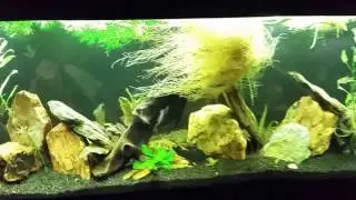 Pruning Floating Water Sprite in My 125 Gallon Aquarium