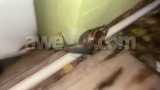 Cocolishi asina grandi a ser mira pa un famia pa prome biaha