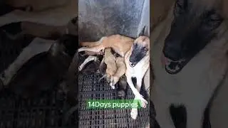 14Days Puppies