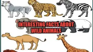 Wild animals and their special features|animals for kids|wild animals|Primary E school|nursery rhyme