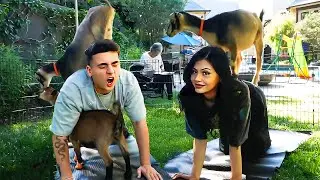 Goat Yoga With Wendy Ortiz!