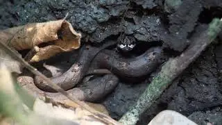 Common mock viper (Psammodynastes pulverulentus)