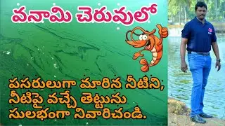 how to reduce blue green algae problem in vannamei tanks