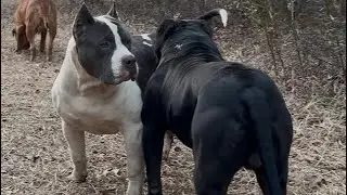 Can the XL Bully be a working dog 🤔 #abkc #xlbullynation #americanbully #dogs #outdoors #happydogs 